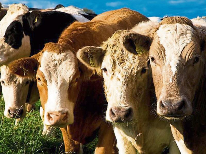 Firms with Longford links Kepak and Greene Farm Foods join forces