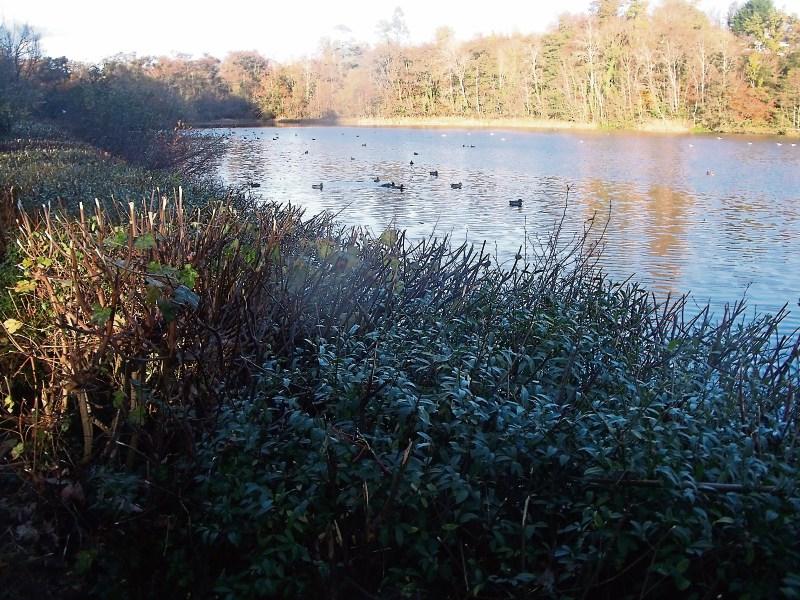 Leitrim Ice Breakers Christmas swims