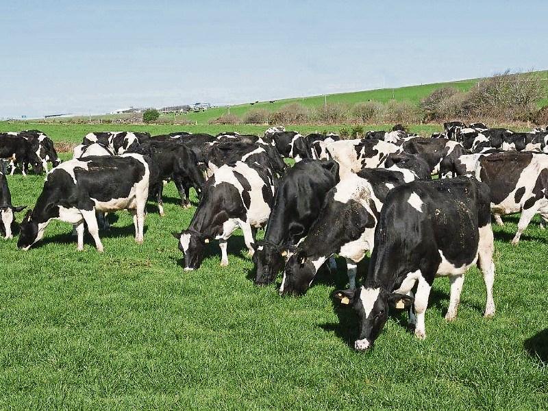 Milk pricing model not working for young Longford farmers