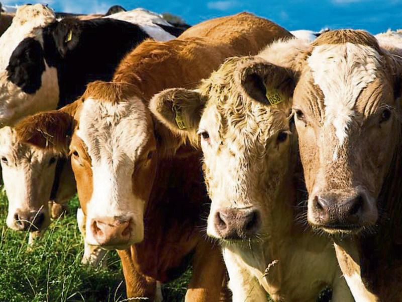 Longford farming community primed for machinery show