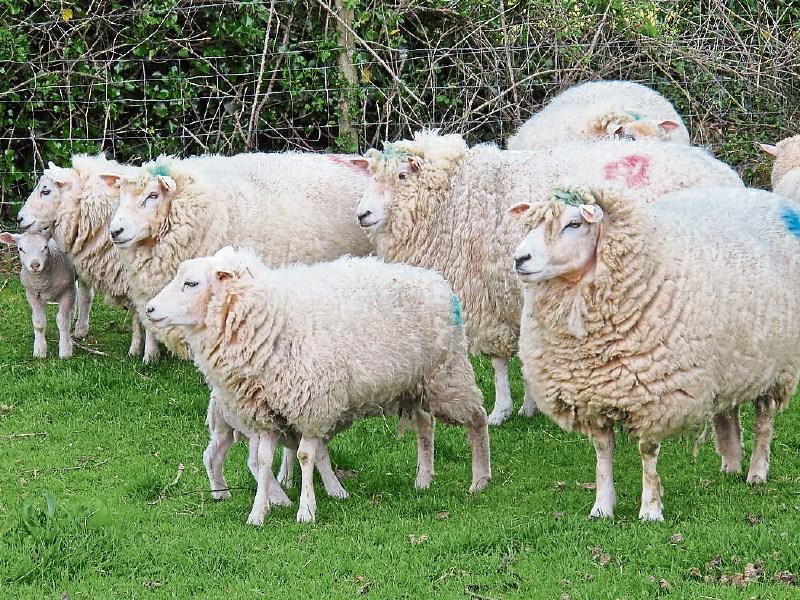 Sheep Census forms deadline extension for Longford farmers