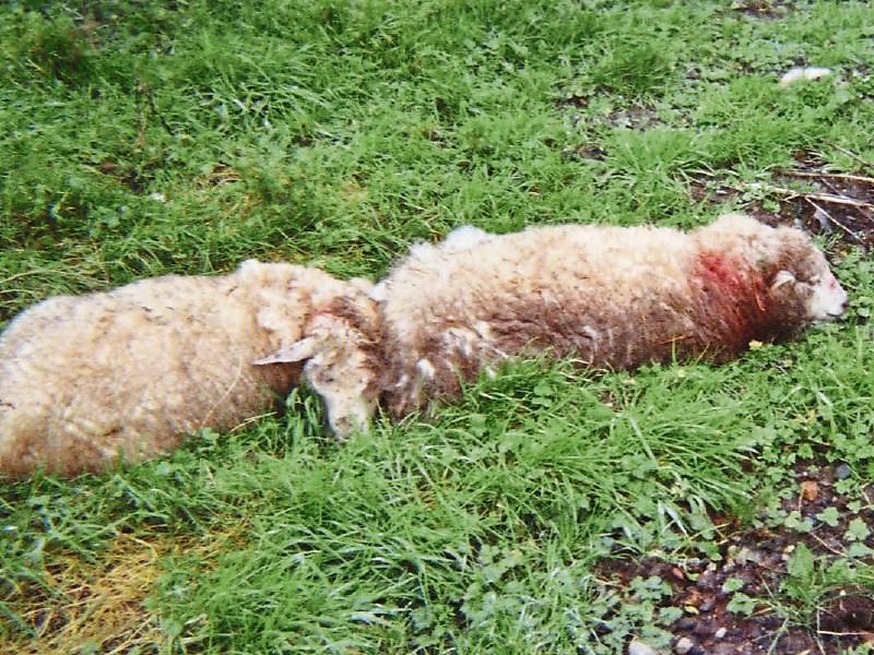  Vicious dogs killed or maimed up to 60 sheep during third Longford sheep kill in 24-hours