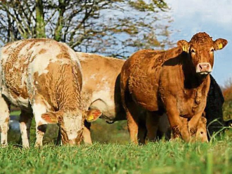 Longford beef plan elect new county executives at recent meeting
