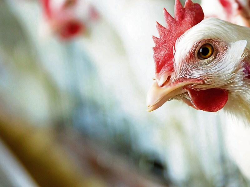 Gardaí investigate Kilkenny poultry thefts and bogus callers
