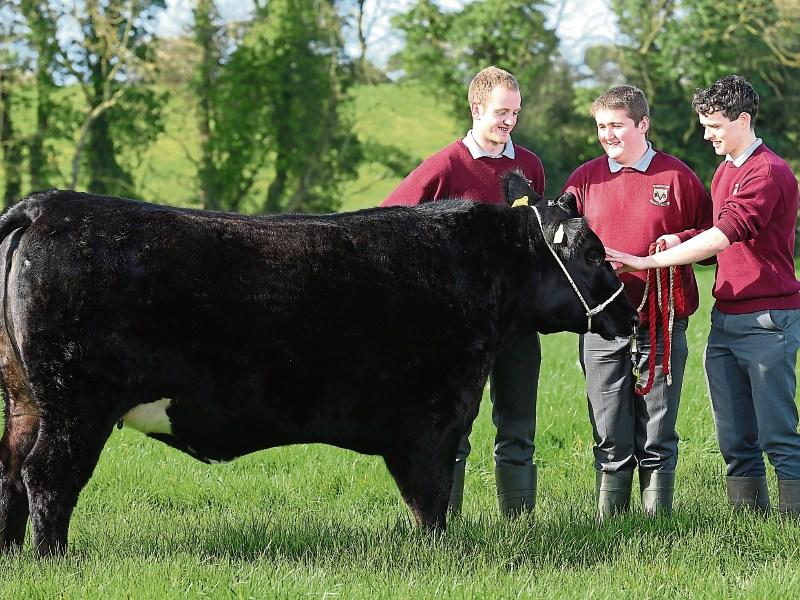 Ballymahon students in calf-rearing All-Ireland final