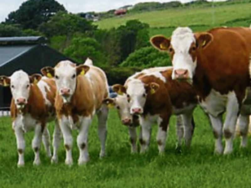 ICSA emphasises need for 'tough response' to Brazilian meat scandal