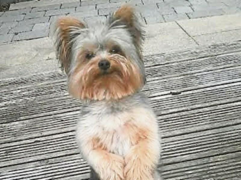 Reward offered for safe return of Longford town Yorkshire Terrier