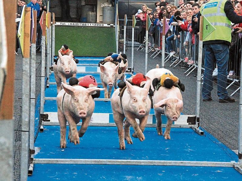 Pig racing event to raise Longford Festival funds