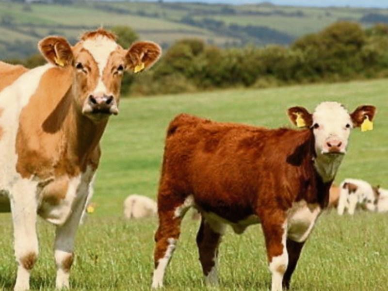 Report: Beef prices to increase from next week 