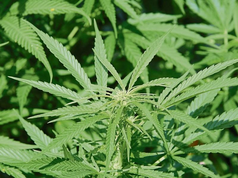€360,000 cannabis and  firearm seized in searches in Sligo and Leitrim