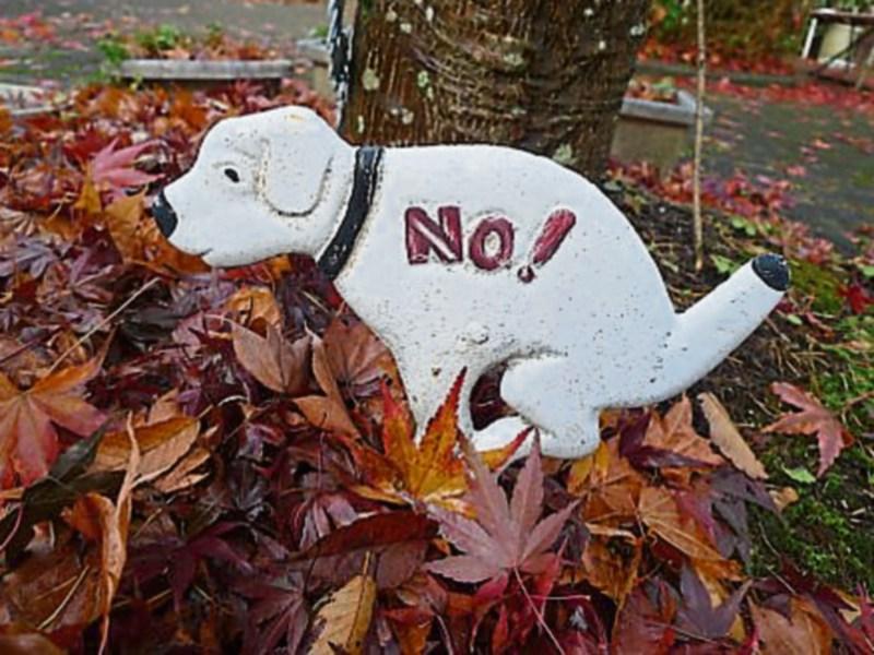 Dog fouling at Melview NS must be tackled, says Longford councillor