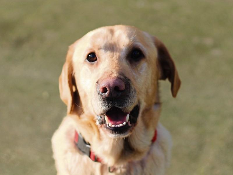 Online dog licence 