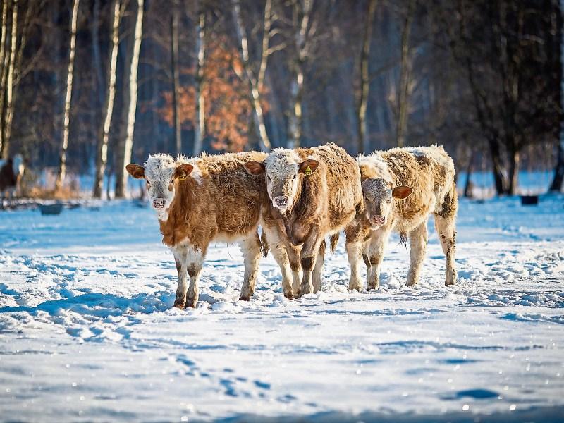 ICMSA advise Longford farmers to consider bringing in young stock as extreme cold snap forecast