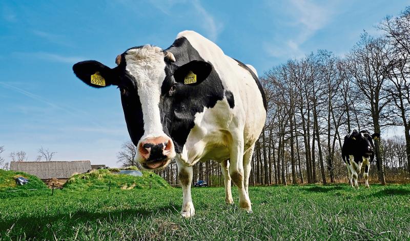 2,184 farmers in Longford  poised to receive over €8.2 million in payments 