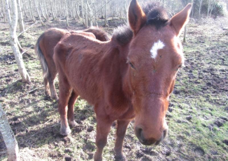 The ISPCA is investigating the discovery of an abandoned mare and foal.