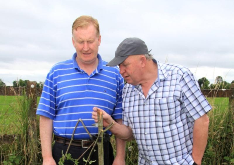 Seadna Ryan and John L Farrell from Lanesboro Tidy Towns inspect the damaged trees. Photo: Michelle Ghee. www.gphotos.ie