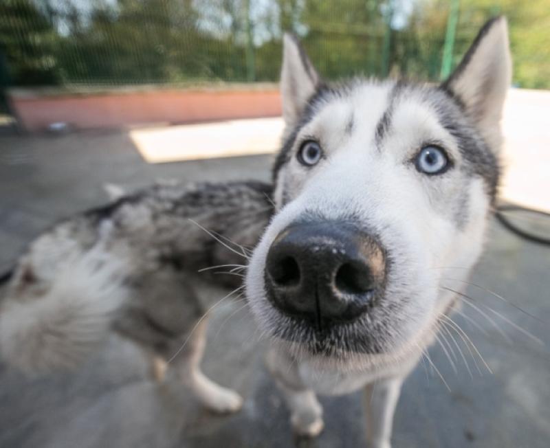 DoneDeal to stop sale of stolen dogs