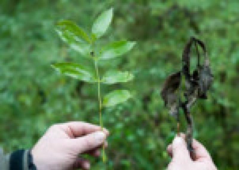 Ash dieback disease was first discovered in Co Leitrim back in October.