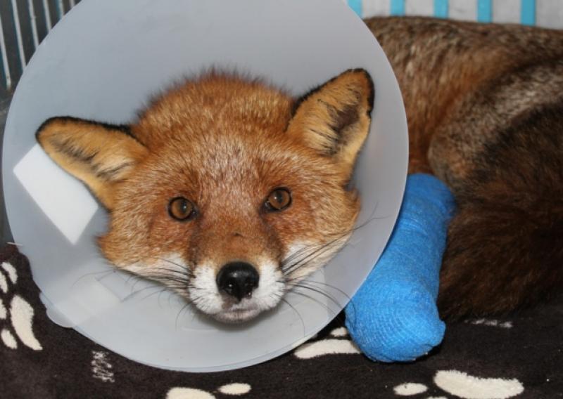 Sparky is doing well at the Kildare Animal Foundation shelter.