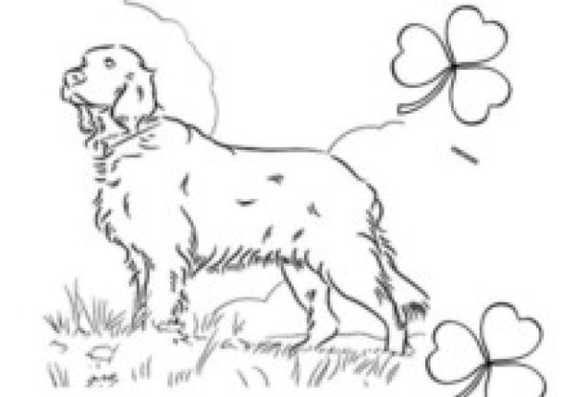 A dog show, in aid of the Midland Dog Welfare Group, will take place this Sunday, March 16.