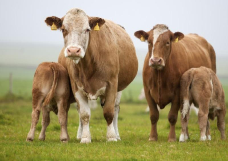 Female Farmers