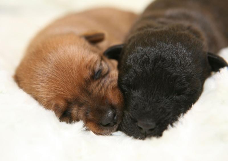 Cupid and Valentino are making a great recovery despite their rough beginnings.