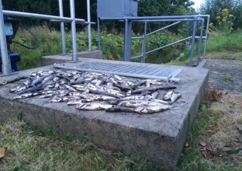 Some of the hundreds of fish killed on the River Loobagh in Kilmallock last August