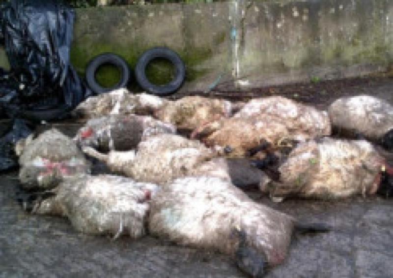 Longford IFA warns of dangers of marauding dogs inflicting  horrendous damage on sheep flocks