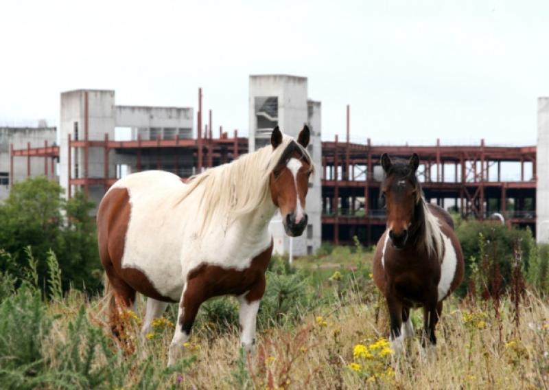 Longford County Council has seized 100 stray and abandoned horses