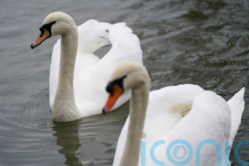 Poultry farmers told to keep flocks indoors as bird flu detected in dead swan in Co Cavan