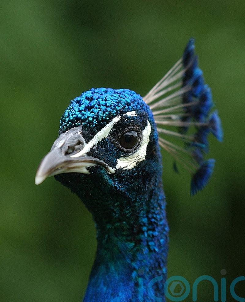 ‘Indefensible’ that housing charity spent funds on enclosure for two peacocks