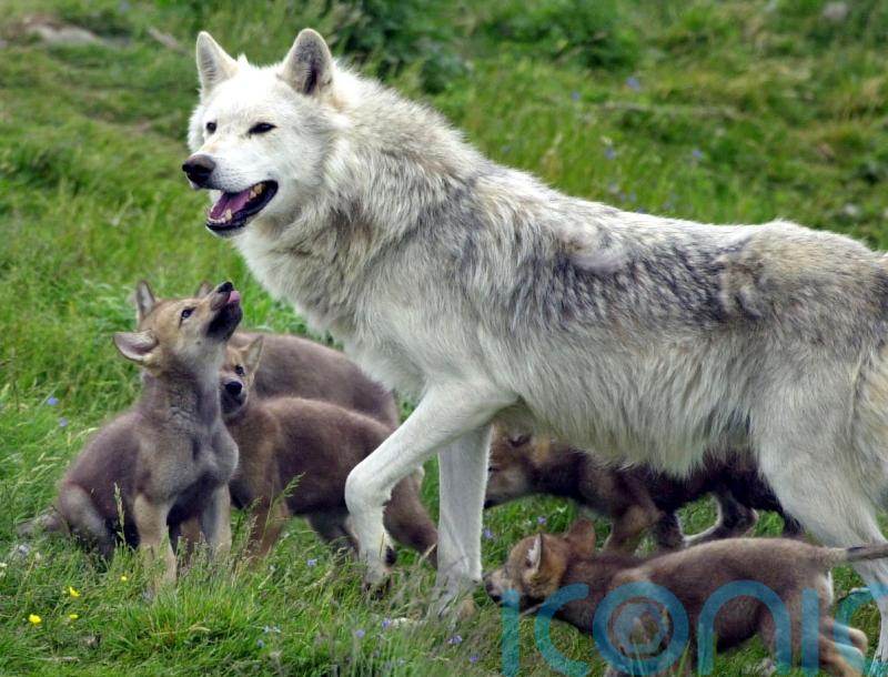 Young ‘cautious’ over potential reintroduction of wolves and lynx in the wild