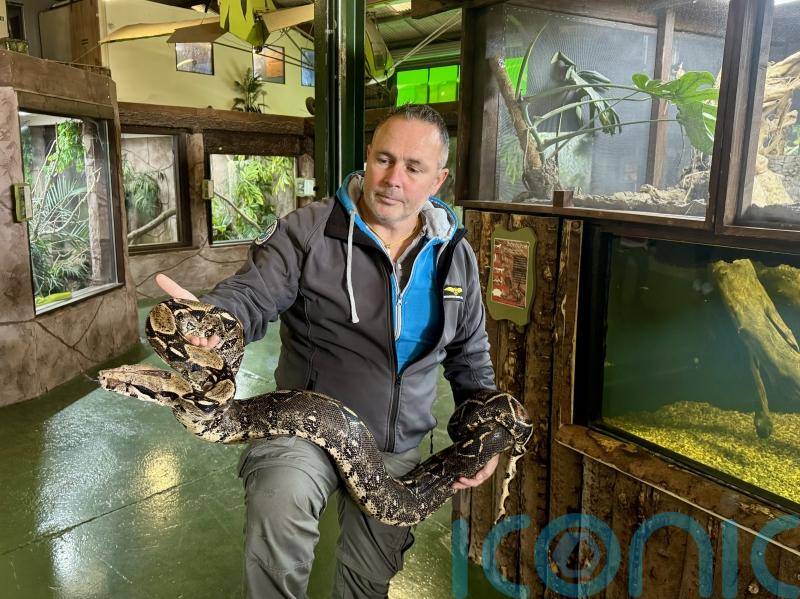 Reptile expert warns over &lsquo;surprising&rsquo; lack of regulation on exotic pets