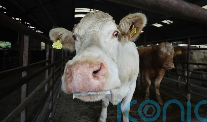 Pessimism holding back farmers from implementing bovine TB measures &ndash; study