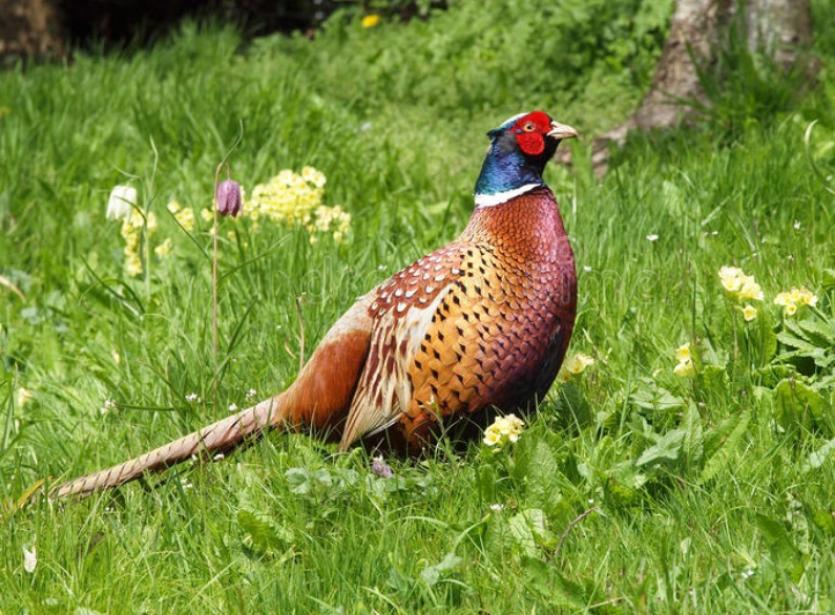 County Longford Shooting & Conservation Council