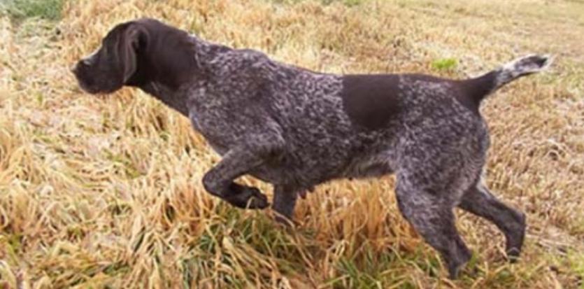 County Longford Shooting & Conservation Council