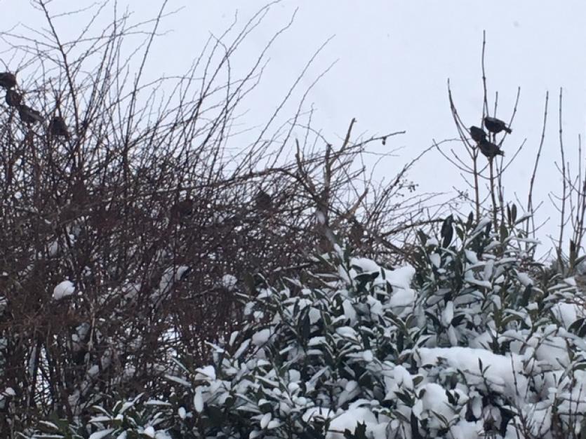 Leader readers share their snow photos 