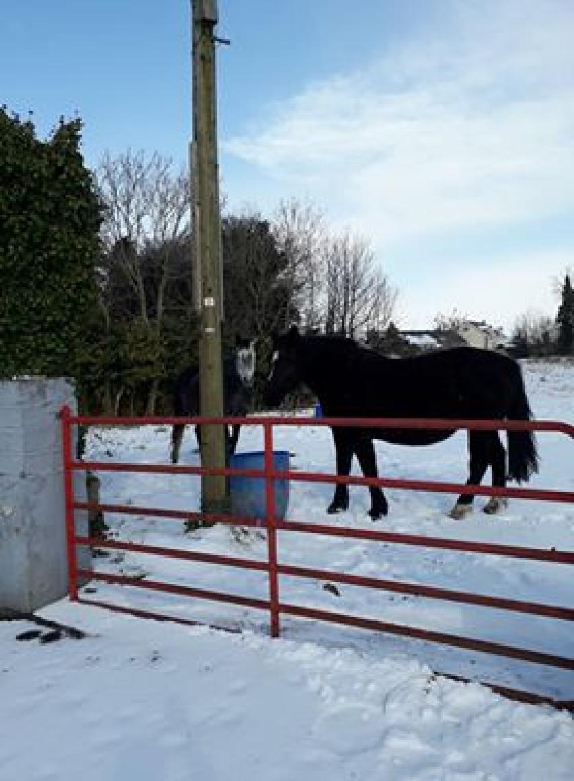 Leader readers share their snow photos 