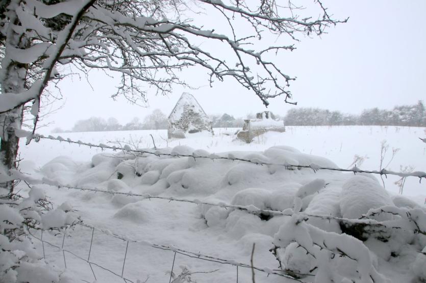 Newcastle Wood under a blanket of snow 
