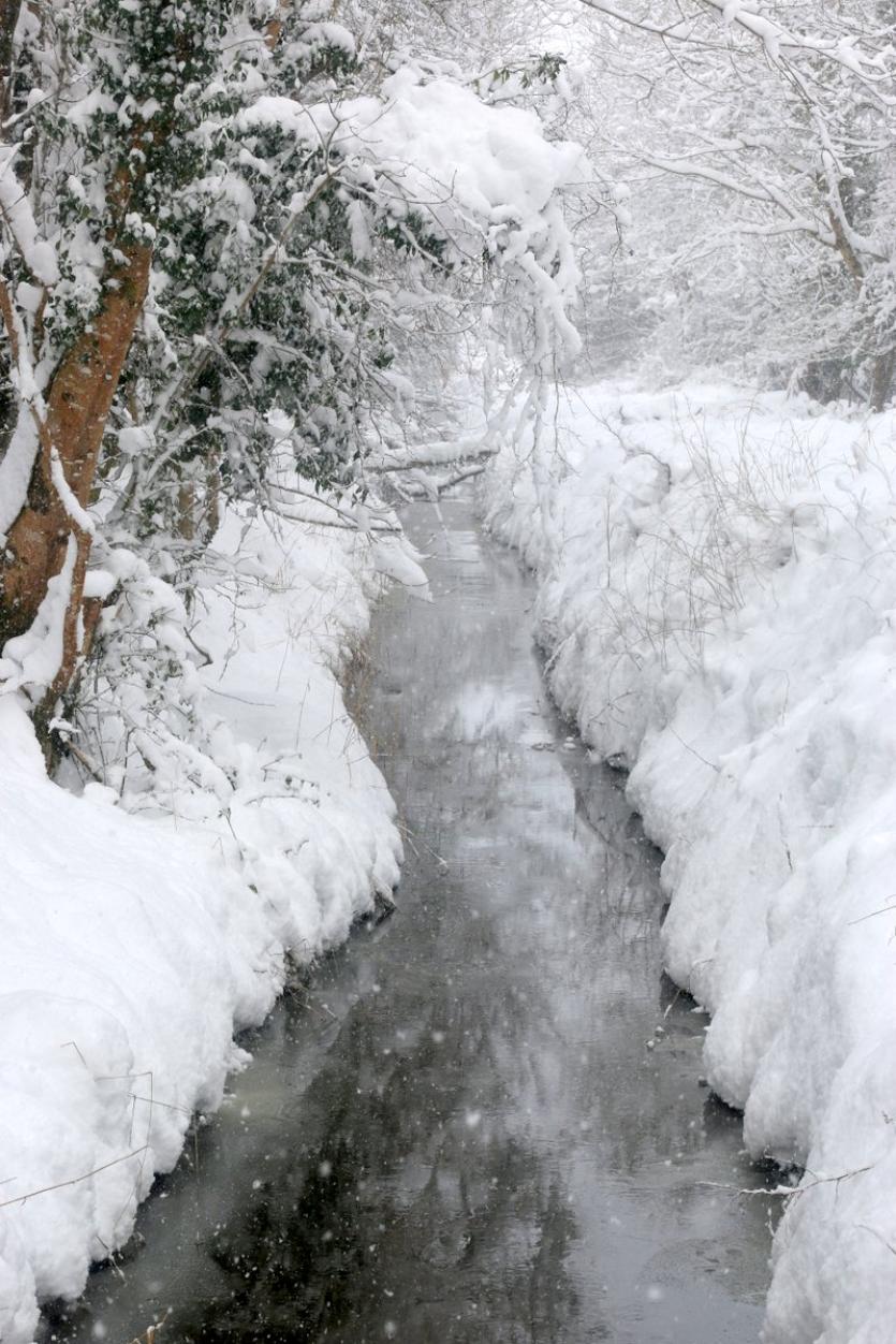 Newcastle Wood under a blanket of snow 