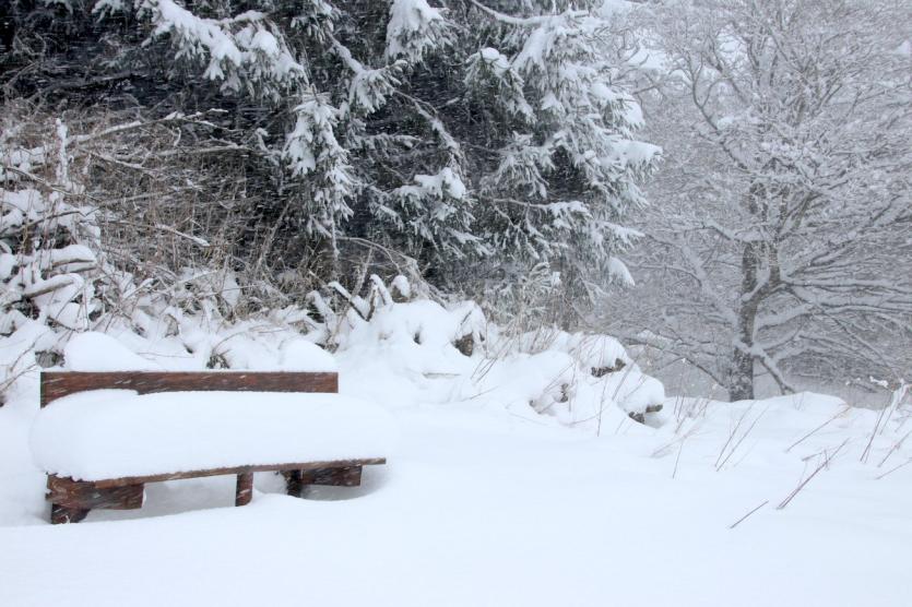 Newcastle Wood under a blanket of snow 