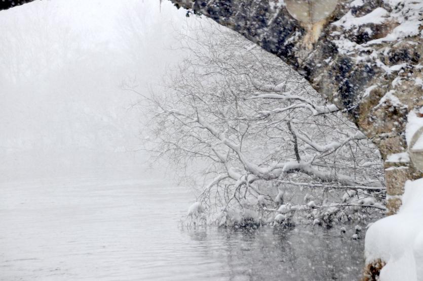 Newcastle Wood under a blanket of snow 