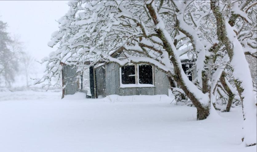 Newcastle Wood under a blanket of snow 