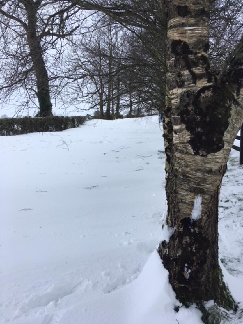 Longford Leader Reader Photographs #StormEmma #BeastFromTheEast