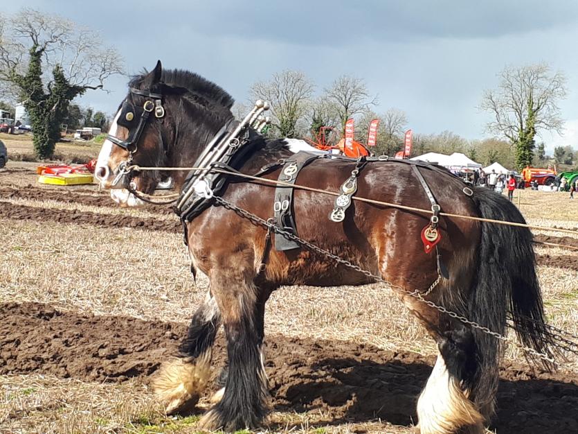 Co Longford Ploughing Championships 2018