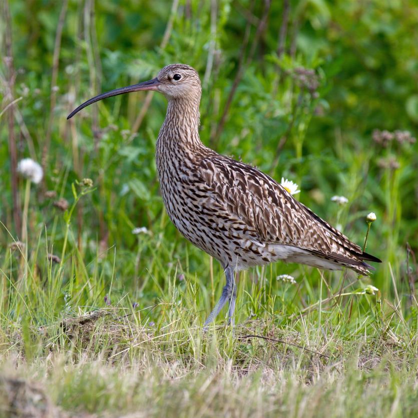 Lough Ree Action Team in Longford working to protect endangered Curlew species