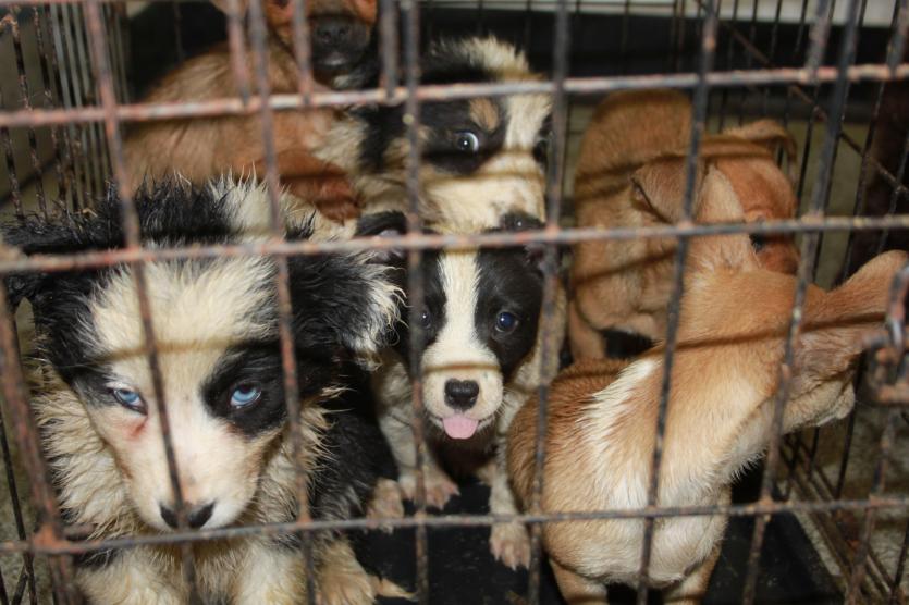 Smuggled puppies seized by Police Scotland being cared for by ISPCA in Longford 