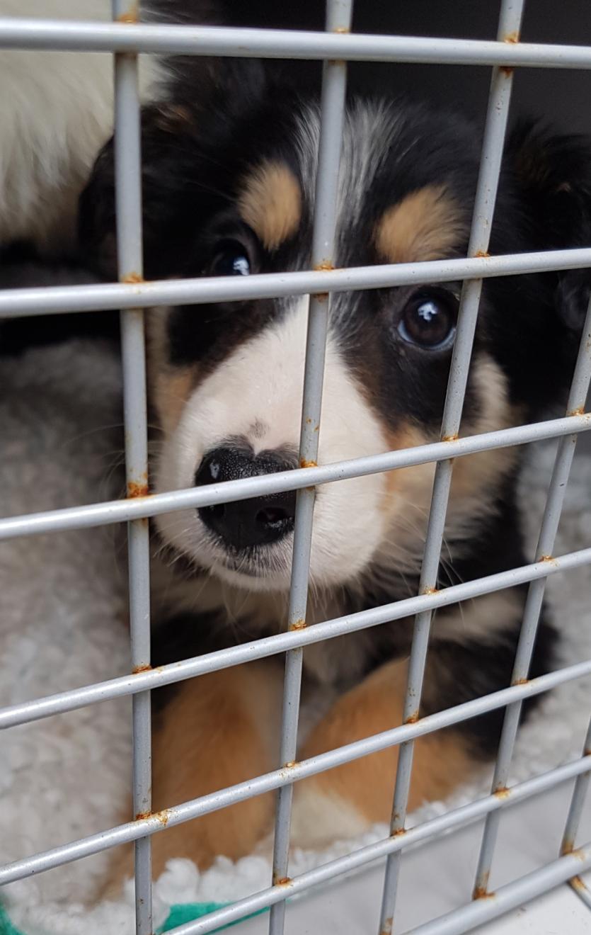 Smuggled puppies seized by Police Scotland being cared for by ISPCA in Longford 