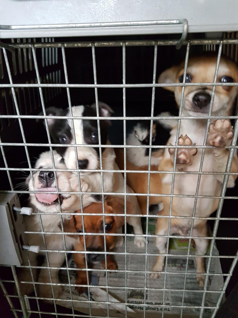 Smuggled puppies seized by Police Scotland being cared for by ISPCA in Longford 