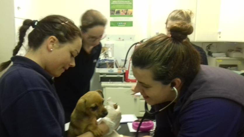 Smuggled puppies seized by Police Scotland being cared for by ISPCA in Longford 
